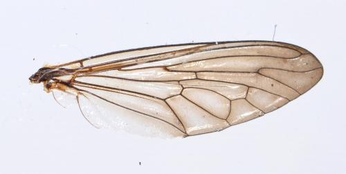 Choerades fimbriata